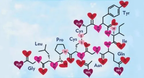 Meilės chemija: kodėl mes įsimylime?
