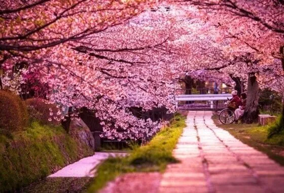 Sakura Japanse legende over ware liefde