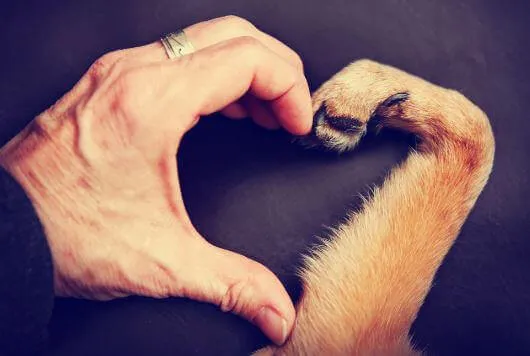 Amar um animal: por que tanta intensidade?