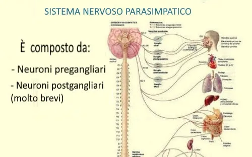 Parasimpatički živčani sustav: karakteristike