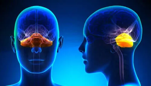 Hersenanatomie en verschillende functies