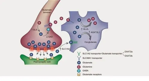 Glutamāts: daudzfunkcionāls neirotransmiters