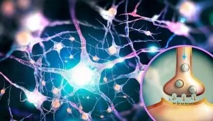 Glutamāts: daudzfunkcionāls neirotransmiters