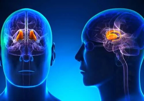 La percepción del dolor y la temperatura.