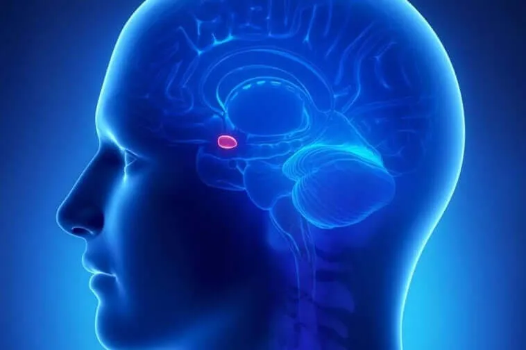Neuroesteetika: kunsti mõistmine teadusega