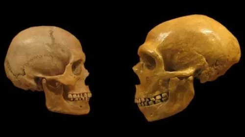 O cérebro dos Neandertais