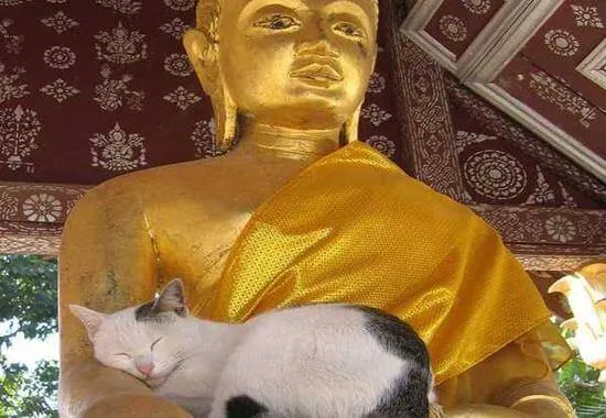 A lenda budista sobre gatos