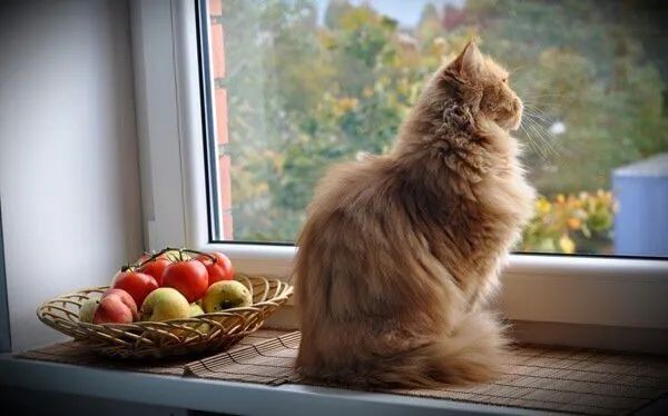 A lenda budista sobre gatos