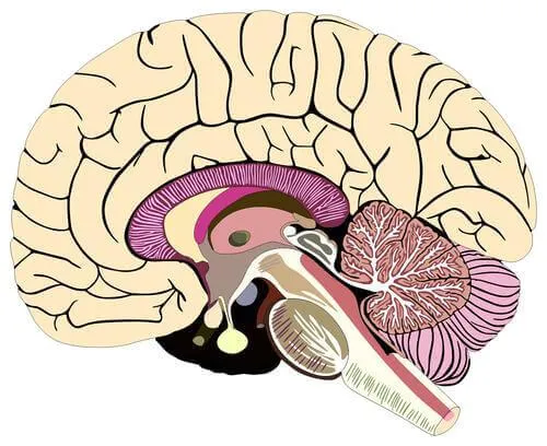Meninges: struktur og funktioner