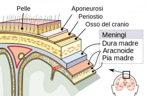 Meninges: struktur og funktioner
