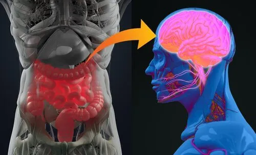 Sistemul nervos enteric nu gândește, ci simte