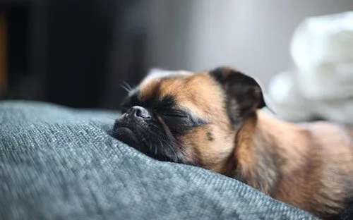 Fase REM: a fase mais importante do sono