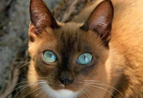 Os olhos dos animais falam uma linguagem única