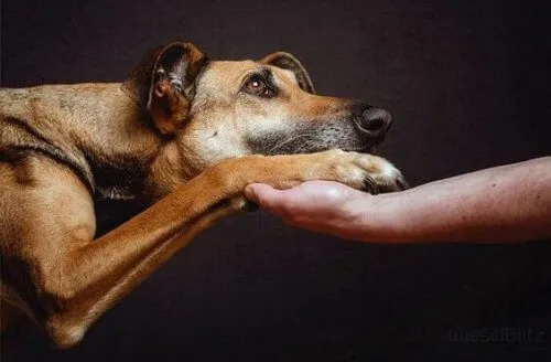 Os olhos dos animais falam uma linguagem única