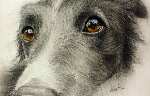 Os olhos dos animais falam uma linguagem única