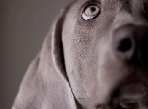 Os olhos dos animais falam uma linguagem única
