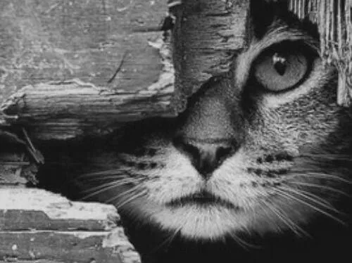 Historien om Gatto Tigrato og Miss Rondinella