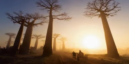 Baobab i hjärtat reflektioner från The Little Prince