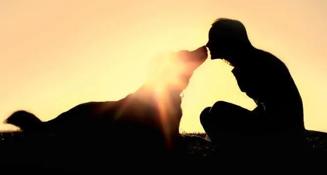 Faire face au décès de votre animal
