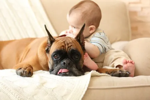 Animaux et bébés : les avantages pour la croissance