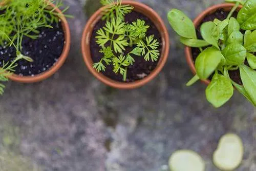 Cultivar uma horta na quarentena: mais que uma tendência