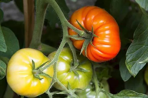 Cultivar uma horta na quarentena: mais que uma tendência