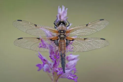 Dragonfly-metaforen og livets cyklusser