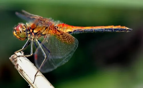 Dragonfly-metaforen og livets cyklusser