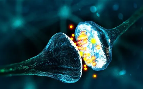 GABA: rahulik neurotransmitter