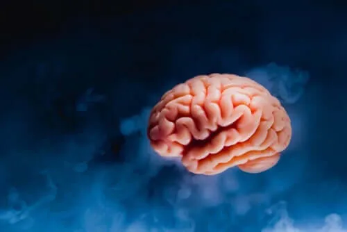 Hersenanatomie en verschillende functies