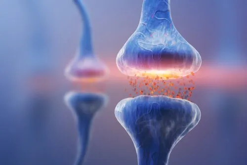 Tipi di sinapsi: comunicazione neuronale
