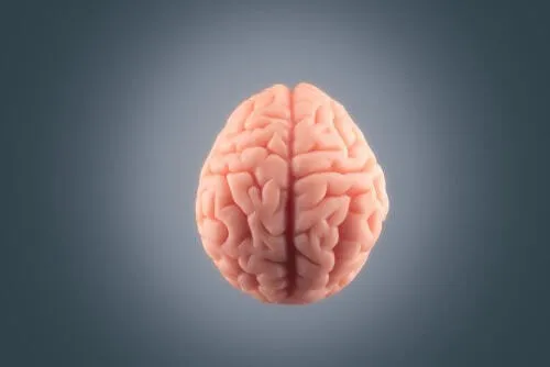 Kāpēc smadzenes ir tik resnas?