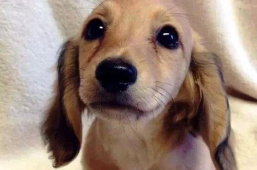Os olhos dos animais falam uma linguagem única