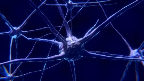 Neuron: charakterystyka i działanie