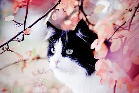 Historien om Gatto Tigrato og Miss Rondinella