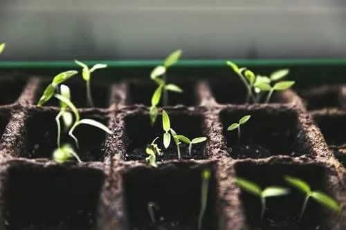 Cultivar uma horta na quarentena: mais que uma tendência