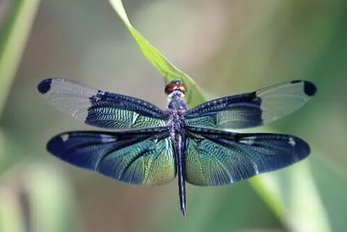 Dragonfly-metaforen og livets cyklusser